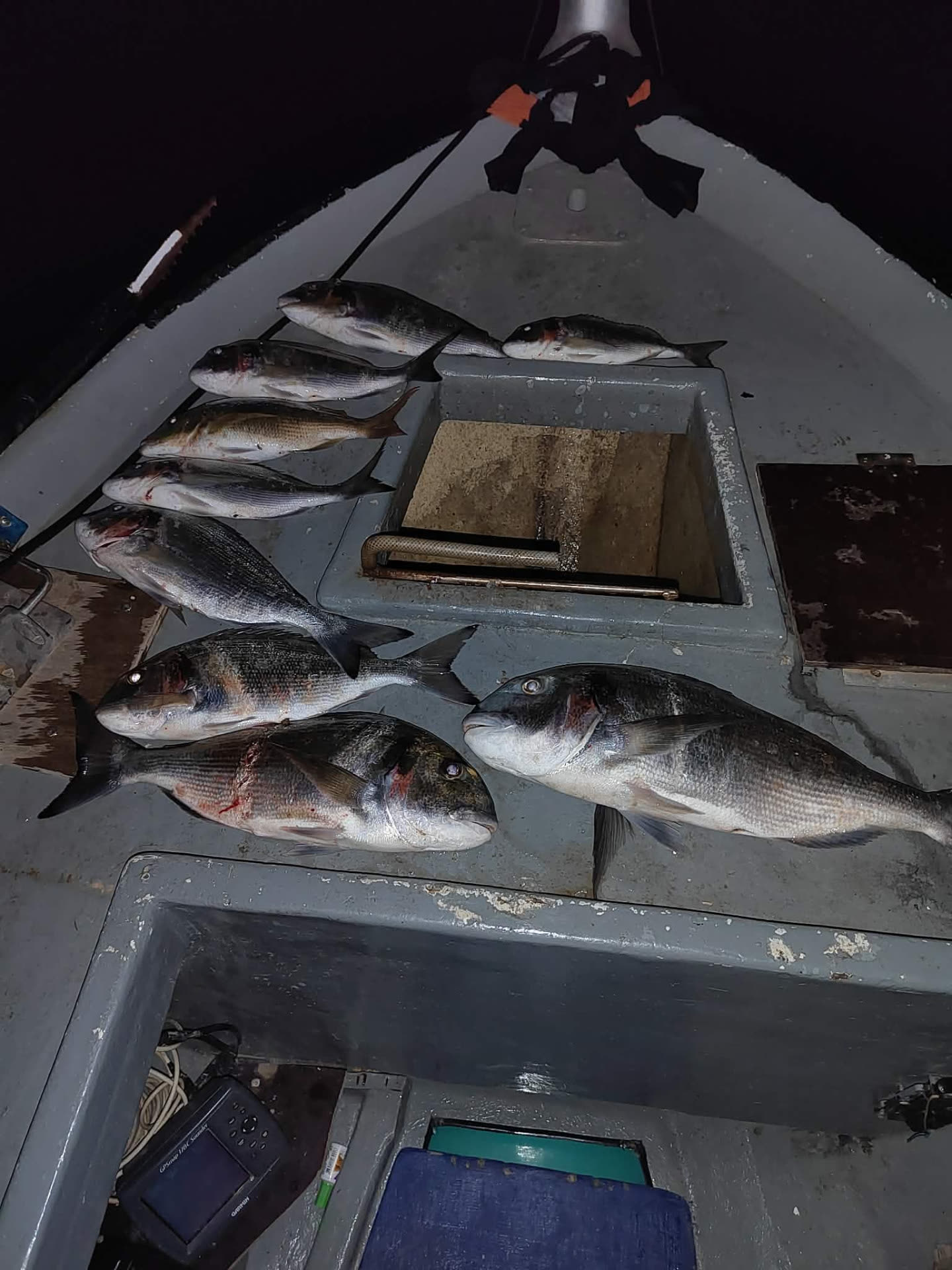Noćni ulov svježe ribe – Poreč Noćni ulov orada, komarči i zubaca u ribarskom brodu – svježa riba za restoran Oli Mare Poreč | night fishing catch of the day Porec