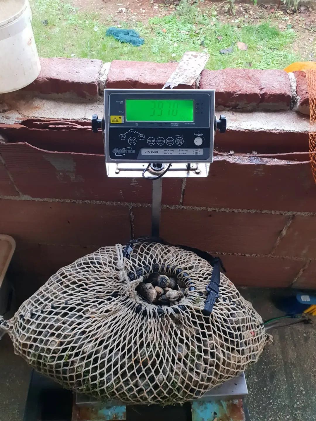 Svježe školjke iz vlastitog uzgoja Vaganje svježih prnjavica i školjki iz vlastitog uzgoja – 39 kg ulova za restoran Oli Mare Poreč | fresh clams weighing Istria