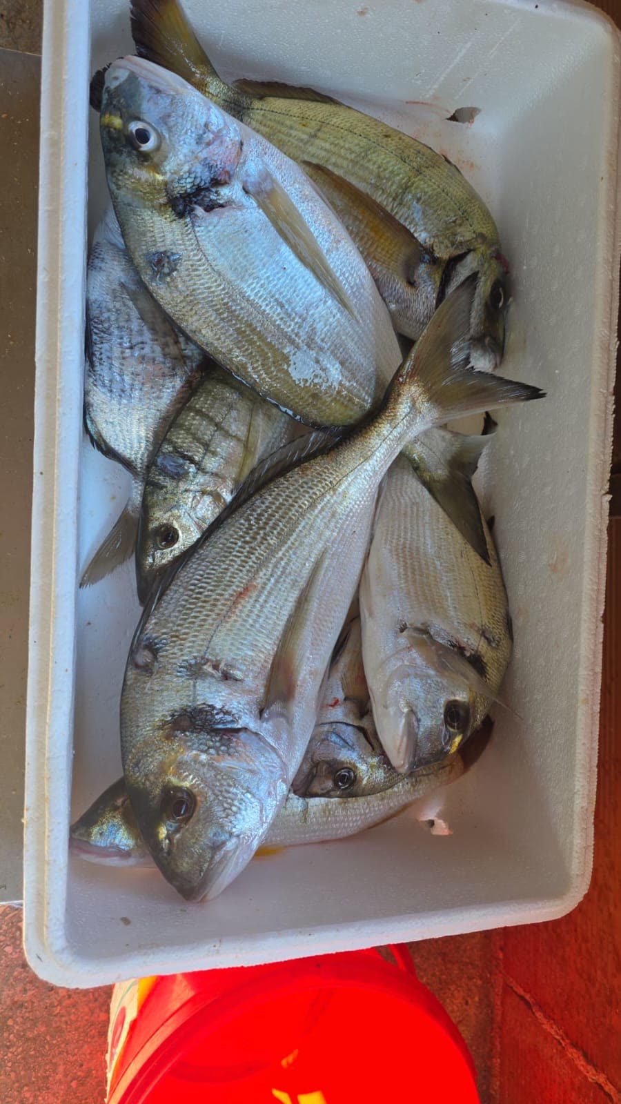 Svježa jadranska riba – Oli Mare Poreč Komarča i svježa bijela riba iz Jadranskog mora, riblji restoran Poreč | fresh Adriatic white fish Porec