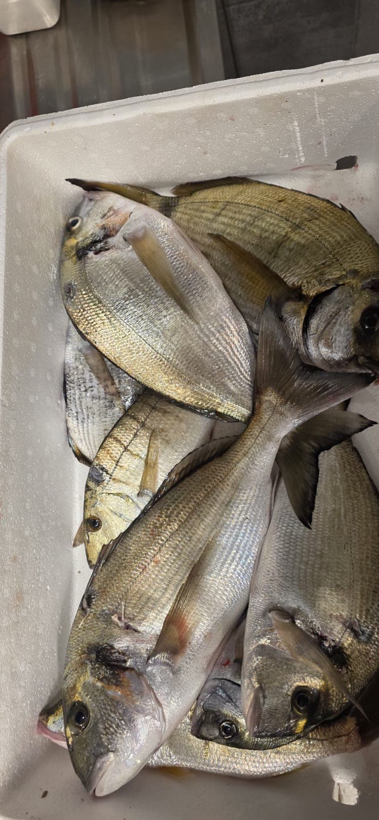 Ulov dana – svježa riba Poreč Ulov dana – svježa riba iz vlastitog ribarstva Oli Mare, Poreč, Istra | daily catch fresh fish Porec Croatia