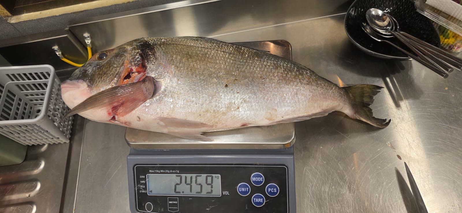 Svježi zubatac – ulov dana, Poreč Svježi zubatac od 2,45 kg iz jutarnjeg ulova – riba se važe u restoranu Oli Mare Poreč | fresh dentex catch of the day Porec