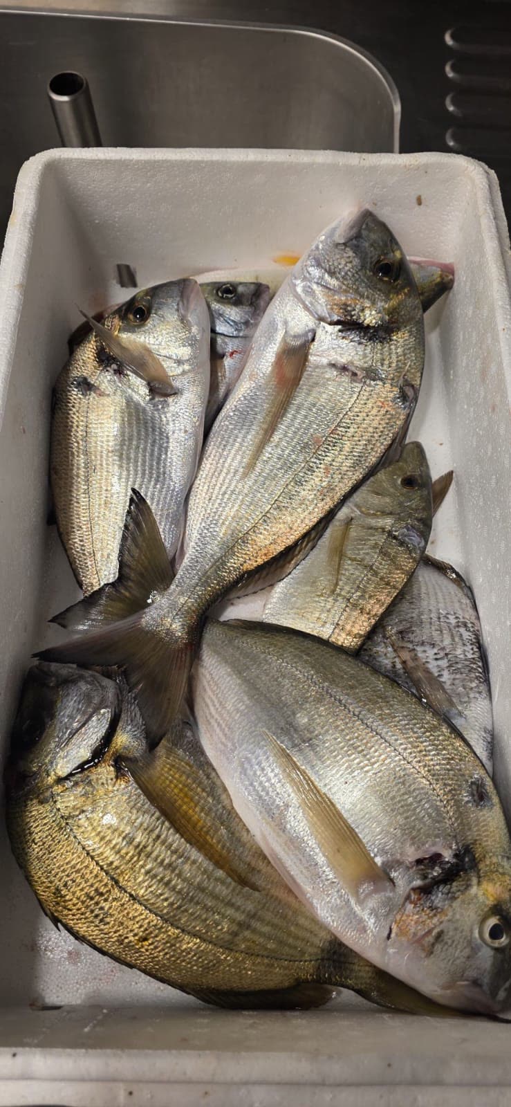 Svježa orada i komarča – vlastiti ulov Svježa orada i komarča iz našeg ulova – riba iz Jadrana, restoran Oli Mare Poreč | fresh sea bream Adriatic fish