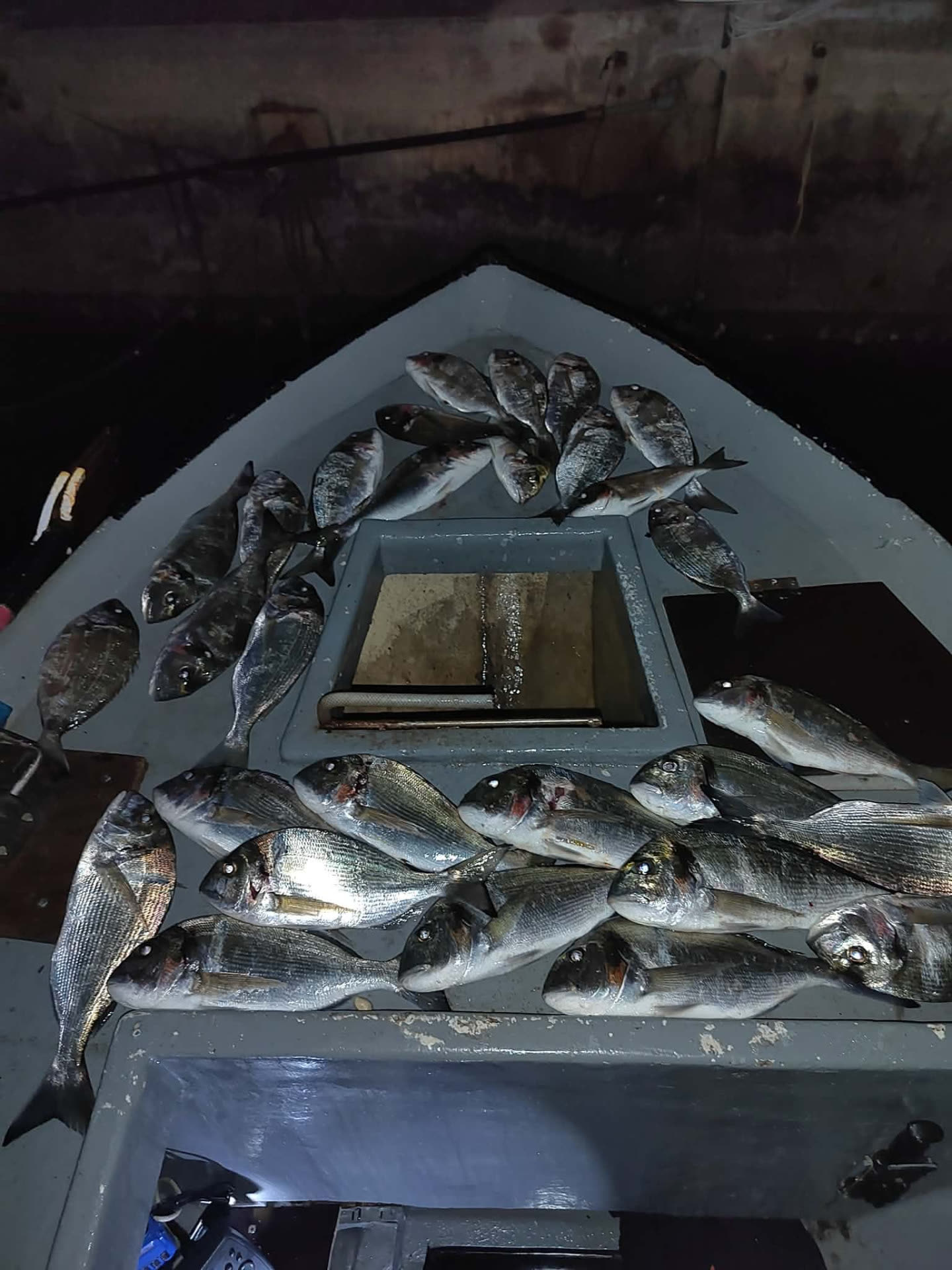 Veliki ulov svježe ribe – Poreč Veliki ulov orada i komarči u ribarskom brodu – svježa riba svaki dan u ribljem restoranu Oli Mare Poreč | big fresh fish catch Istria