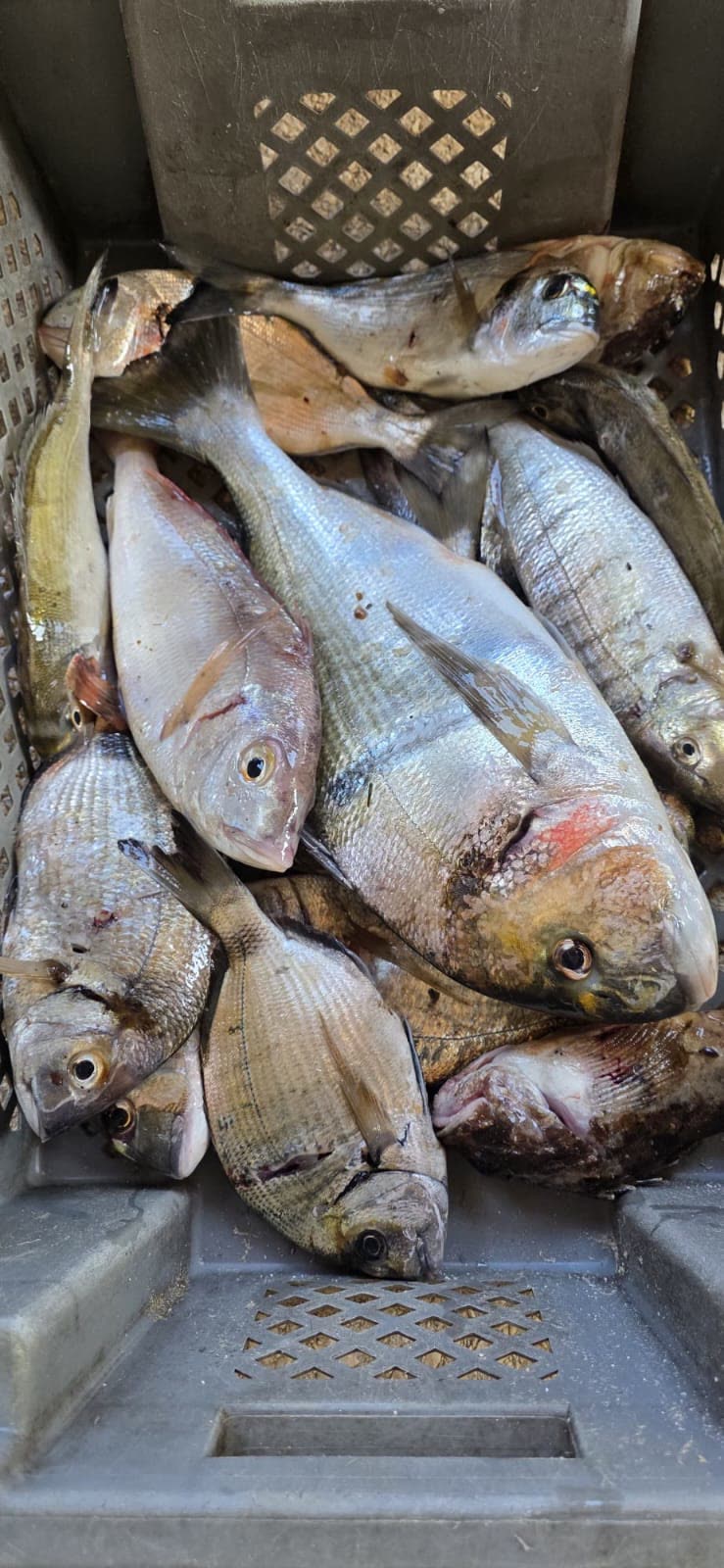 Svježa riba iz vlastitog ulova – Oli Mare Gajba svježe ribe iz vlastitog ulova – orade, komarče i špari, riblji restoran Poreč | fresh Adriatic fish catch of the day Porec