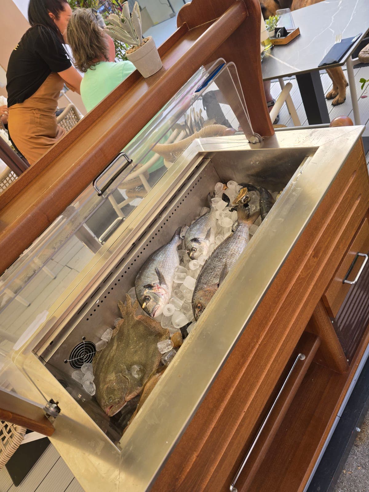 Svježa riba u vitrini – ulov dana Svježe orade i list u rashladnoj vitrini – dnevni ulov ribljeg restorana u Poreču | fresh sea bream and turbot display Porec