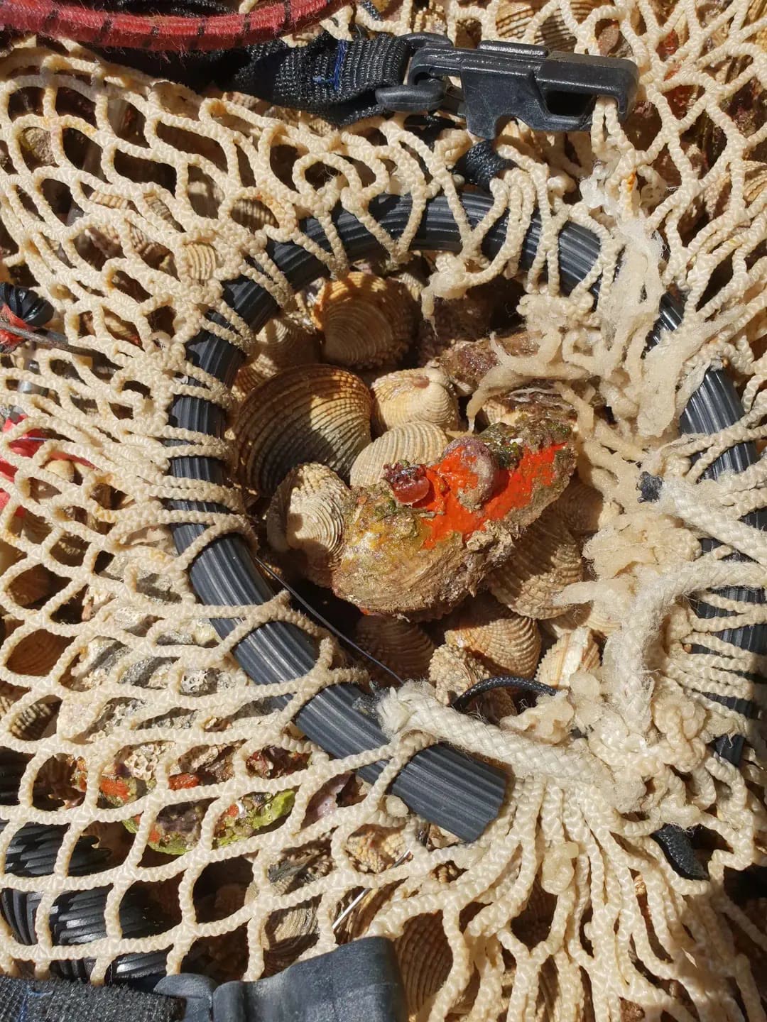 Ulov školjki u mreži – Poreč Ulov prnjavica i kunjki u ronilačkoj mreži – svježe školjke za riblji restoran Oli Mare Poreč | fresh clams diving catch Istria