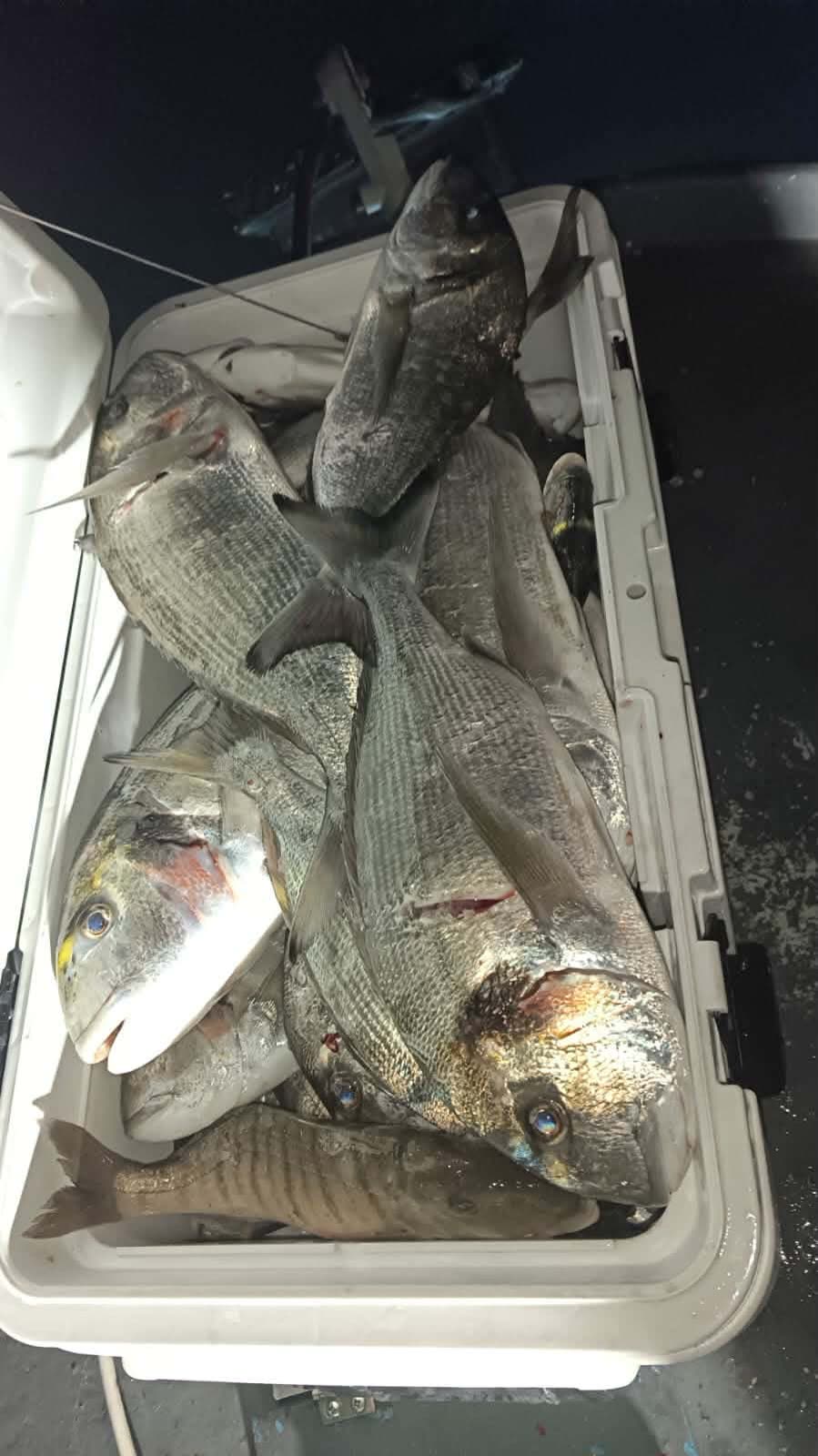 Vlastiti ulov ribe – Oli Mare Svježa riba iz Jadrana u hladnjaku ribarskog broda – vlastiti ulov za riblji restoran Oli Mare Poreč | fresh Adriatic fish catch