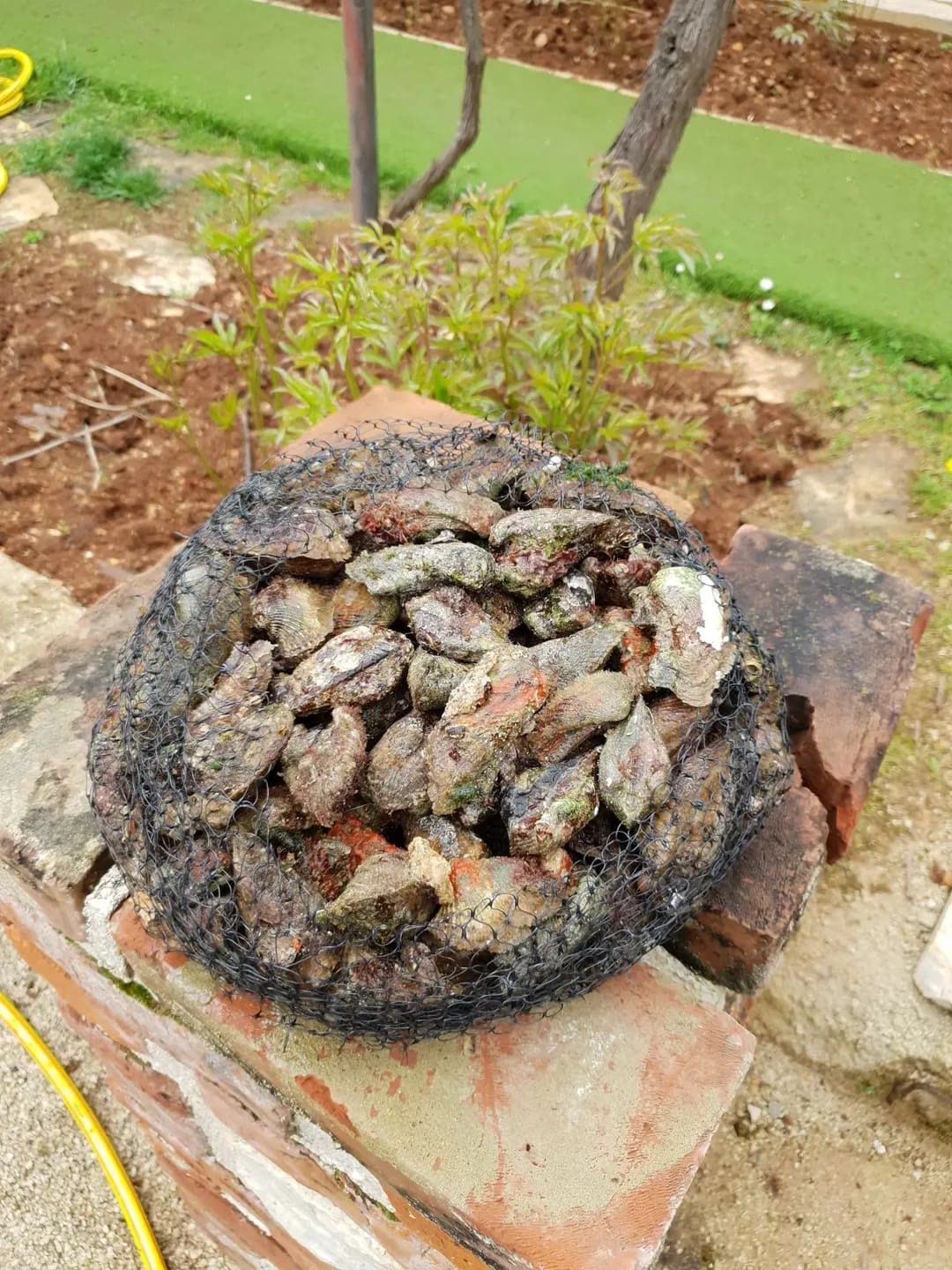 Svježe kamenice – vlastiti uzgoj Svježe kamenice u mreži iz vlastitog uzgoja – riblji restoran Oli Mare Poreč | fresh oysters Istria Croatia
