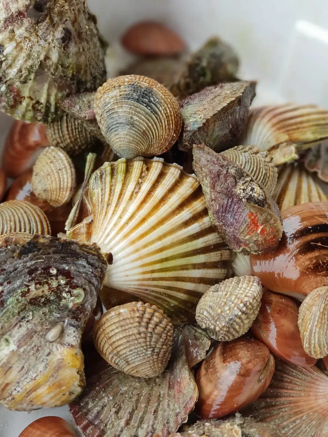 Svježe školjke i kapice – Oli Mare Poreč Svježe jakobove kapice, prnjavice i kunjke iz vlastitog uzgoja – riblji restoran Oli Mare Poreč | fresh scallops and clams Istria Croatia